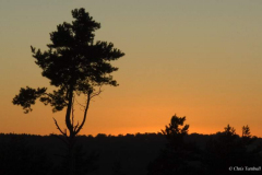 Ashdown-Forest-Sunset