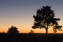 Ashdown-Forest-Trees-in-sunset