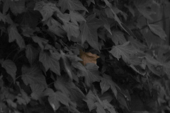 leaf-greyscale-colour